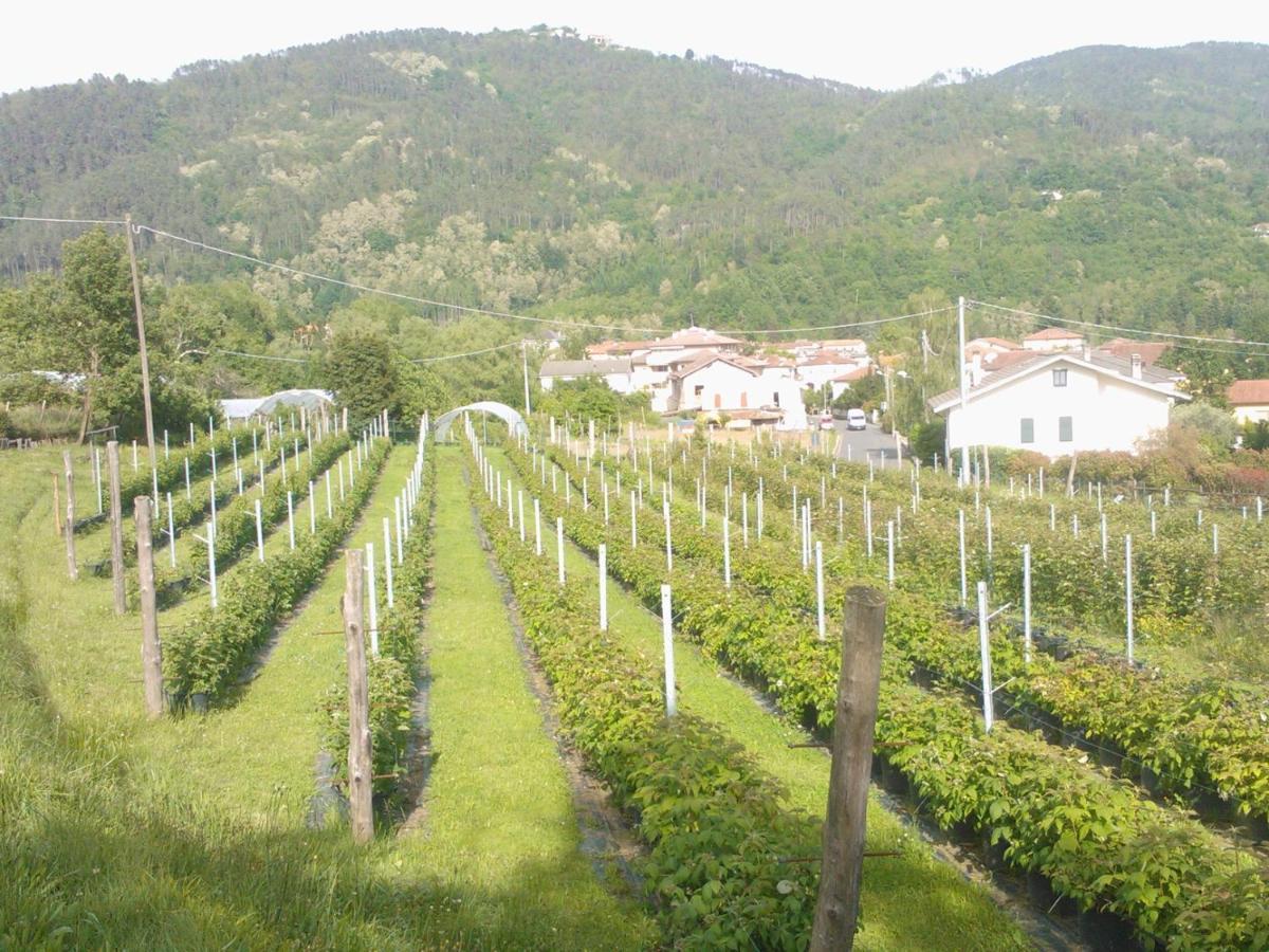 Agriturismo Tenuta Valletti. Sesta Godano Luaran gambar